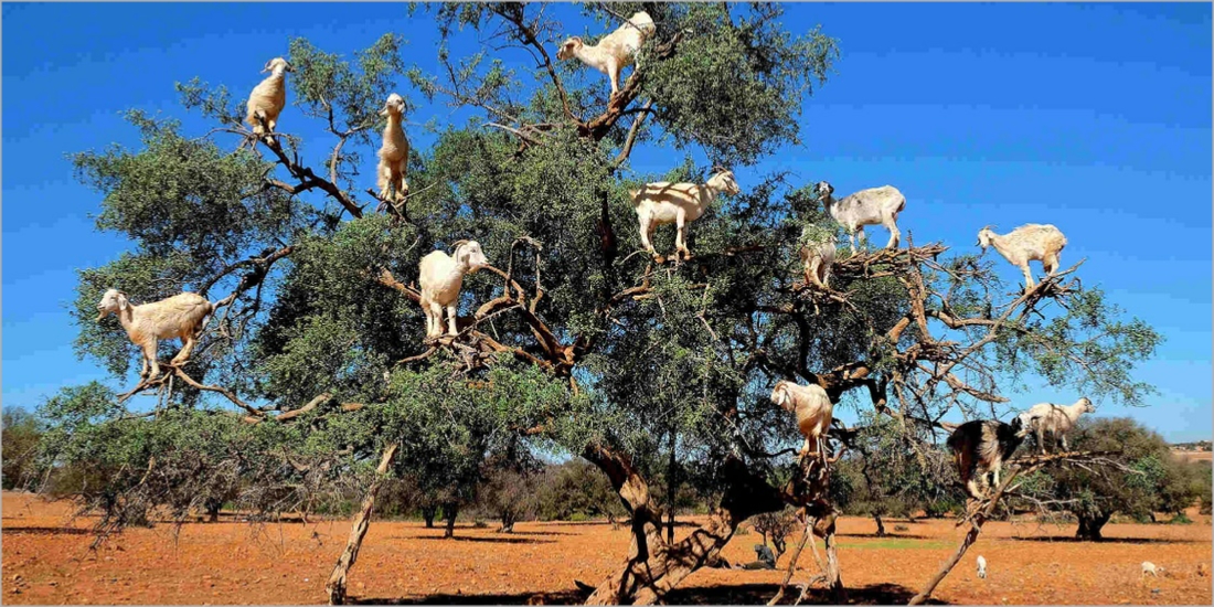 Marrakech Day Trips Marrakech Day Trips
